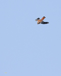 American Kestrel 6745